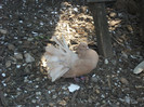 DSCF0595