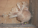 DSCF0604
