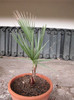 palmier din seminte