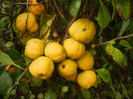 Japanese Quinces_Gutui (2012, Sep.07)