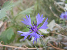 Centaurea cyanus Blue (2012, Sep.12)
