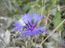 Centaurea cyanus Blue (2012, Sep.12)