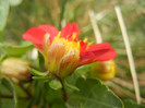 Dahlia Figaro Red (2012, September 12)