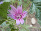 Malva sylvestris (2012, September 12)