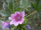 Malva sylvestris (2012, September 12)