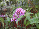 Buddleja davidii Purple (2012, Sep.07)