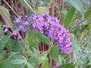 Buddleja davidii Purple (2012, Sep.07)