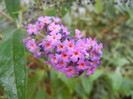 Buddleja davidii Purple (2012, Sep.07)