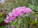 Buddleja davidii Purple (2012, Sep.07)