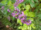 Buddleja davidii Purple (2012, Sep.07)