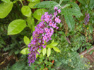 Buddleja davidii Purple (2012, Sep.07)