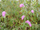 Buddleja davidii Purple (2012, Sep.09)