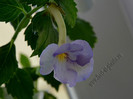 Achimenantha Blue David