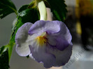 Achimenantha Blue David