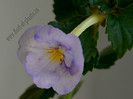 Achimenantha Blue David