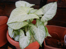 White Syngonium (2012, September 12)