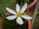 White Rain Lily (2012, September 09)