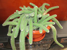 Chamaecereus sylvestri.