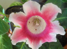 DSCN3380