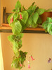 DSCN3383