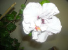 Hibiscus Memoris
