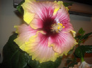 Hibiscus Tahitian Quinn