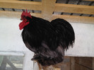 cocos 1