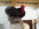 cocos 2