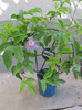 Passiflora incarnata-planta