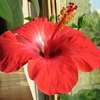 mare_Hibiscus