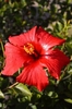 Flor roja de hibisco coperta