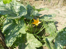 DSCN0446