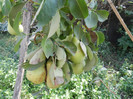 DSCN0463