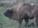 DSCF8518
