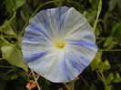 Ipomoea Flying Saucers (2012, Sep.14)