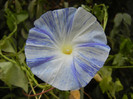 Ipomoea Flying Saucers (2012, Sep.14)