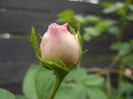 Rose Pleasure (2012, September 07)