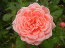 Rose Pleasure (2012, September 07)