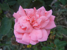 Rose Pleasure (2012, September 09)