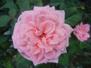 Rose Pleasure (2012, September 09)