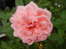 Rose Pleasure (2012, September 14)
