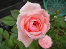 Rose Pleasure (2012, September 14)
