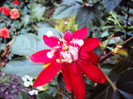 DSC00426