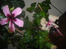 Hibiscus Fidjian Island   Rowena;s Weding