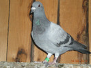 Picture 012