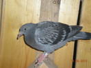 Picture 015