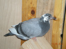 Picture 018