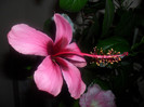 Hibiscus Fidjian Island