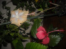 Hibiscus Cream Lady   Rouge Tropique