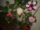 Hibiscus grup